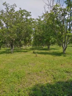 Opština Zrenjanin, Melenci | 4zida.rs