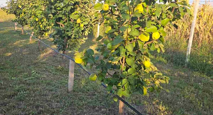 Poljoprivredno zemljište | 4zida