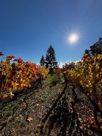 Čortanovci | 4zida.rs