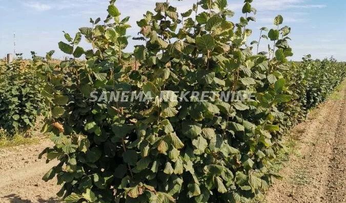 Poljoprivredno zemljište | 4zida