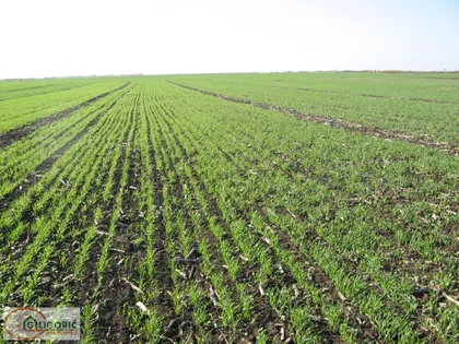 Ševino polje | 4zida.rs