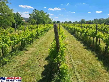 Radoja Domanovića | 4zida.rs