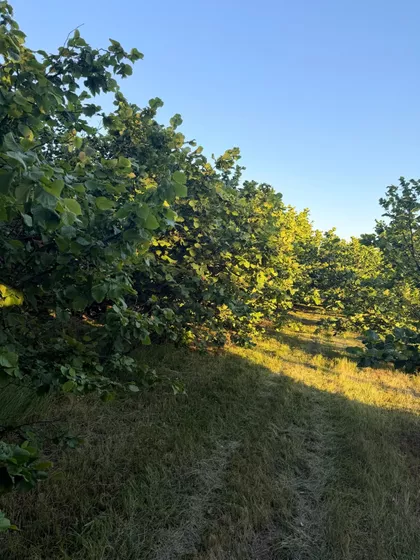 Ljutovnica | 4zida.rs