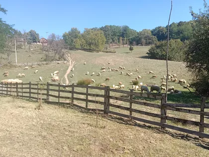 Cara Dušana 6 | 4zida.rs