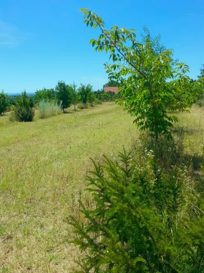 Svetosavska | 4zida.rs