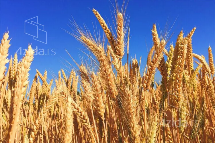 Poljoprivredno zemljište | 4zida