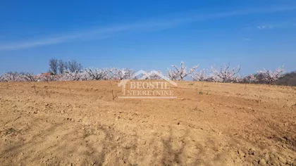 Brestovnik | 4zida.rs