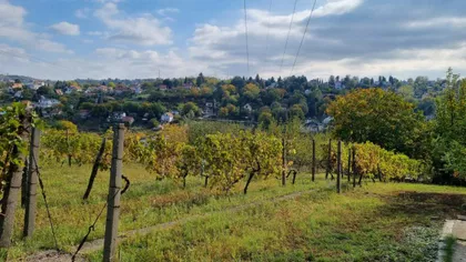 Sremska Kamenica | 4zida.rs