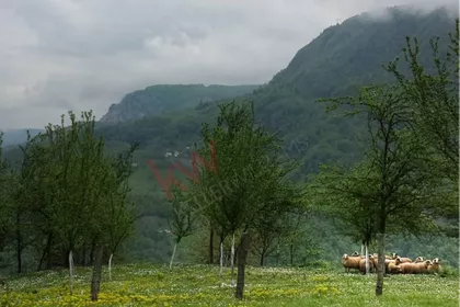 Planina Tara | 4zida.rs