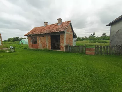 Pambukovica | 4zida.rs