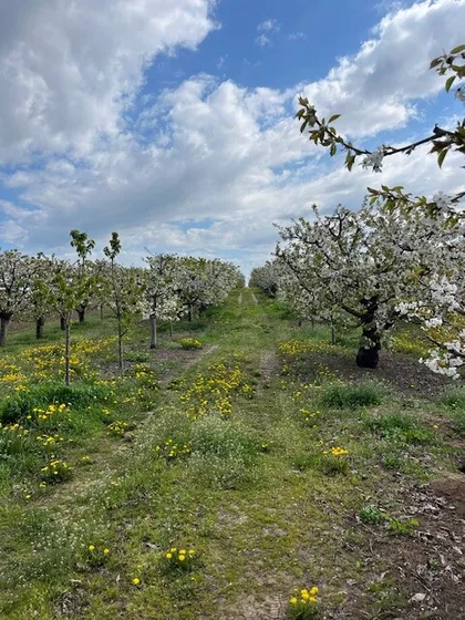 Krušedol Prnjavor | 4zida.rs