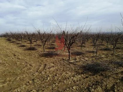 Koraćica | 4zida.rs