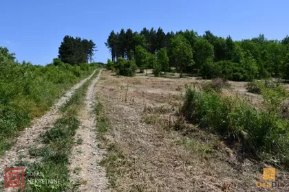 Rizopek | 4zida.rs