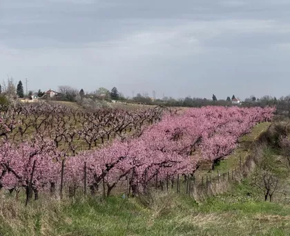 Zaklopača | 4zida.rs