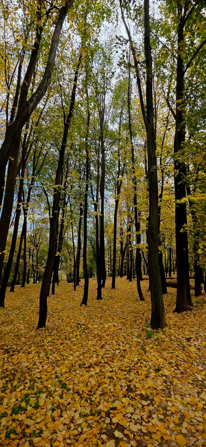 Čortanovci | 4zida.rs