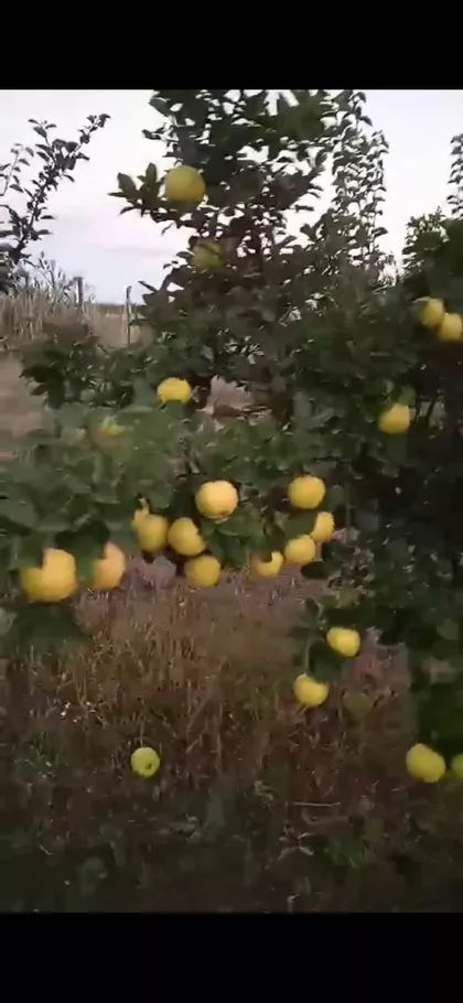 Muškatla | 4zida.rs