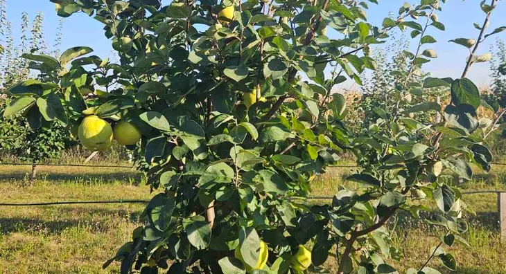 Poljoprivredno zemljište | 4zida