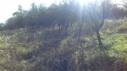 Mikice Lesjaka bb | 4zida.rs