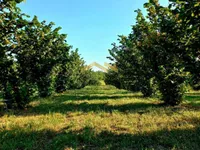 Ležimir, Okolne lokacije, Sremska Mitrovica | 4zida.rs