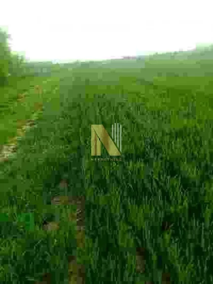 Čortanovci | 4zida.rs