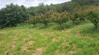 Vidovdanska | 4zida.rs