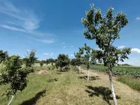 Surduk, Okolne lokacije, Stara Pazova | 4zida.rs