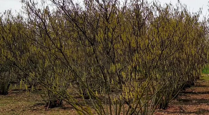 Poljoprivredno zemljište | 4zida