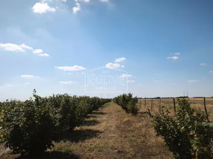 Mali Bajmok | 4zida.rs