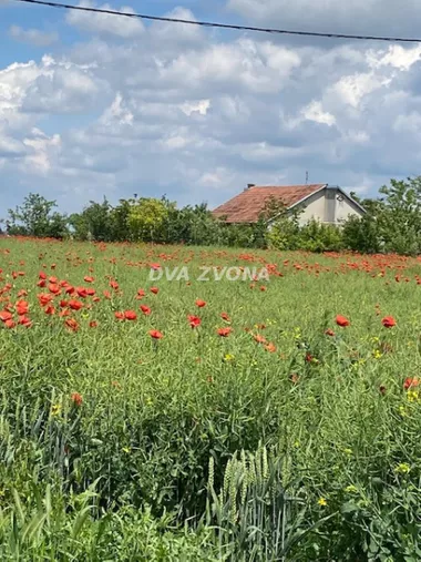 Čenej