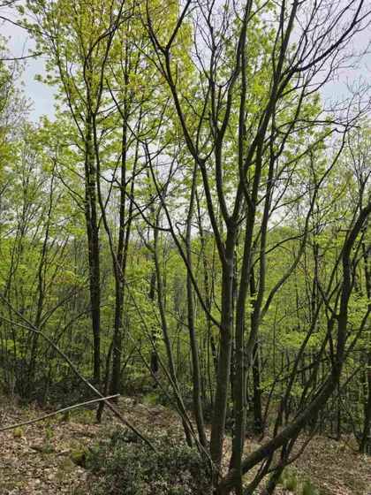 Bukovik | 4zida.rs