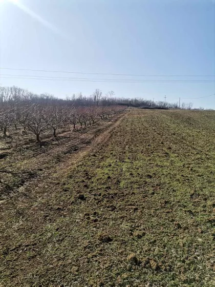 Varovničkih Ratnika | 4zida.rs