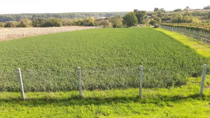 Lipovački Put | 4zida.rs