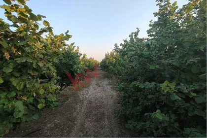 Karlovčić | 4zida.rs