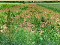 Gradske lokacije, Doljevac | 4zida.rs