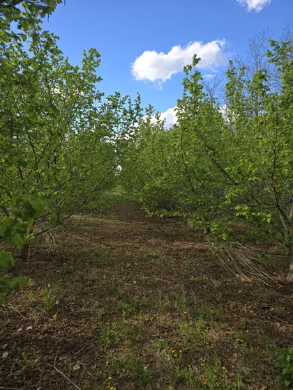 Muškatla | 4zida.rs