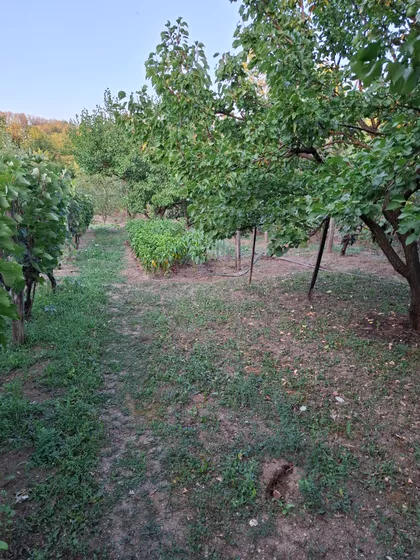 Sebečevac | 4zida.rs