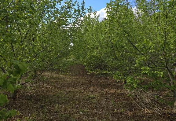 Poljoprivredno zemljište | 4zida