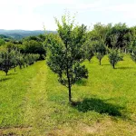 Plac | 4zida