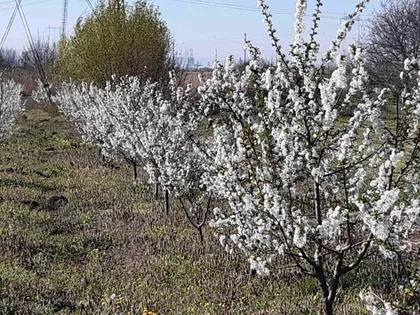 Bavaništanski Put | 4zida.rs