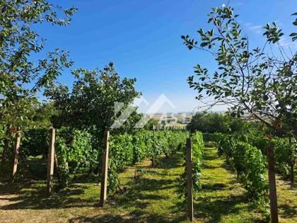 Cara Dušana | 4zida.rs