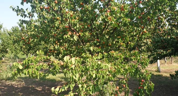 Poljoprivredno zemljište | 4zida