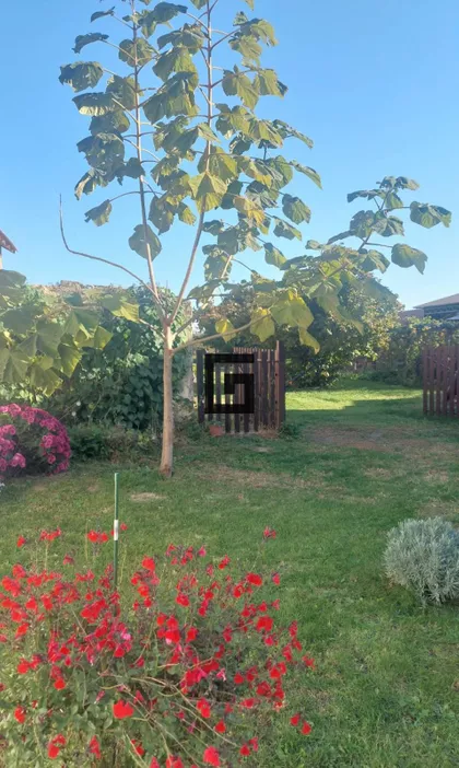 Cara Dušana | 4zida.rs