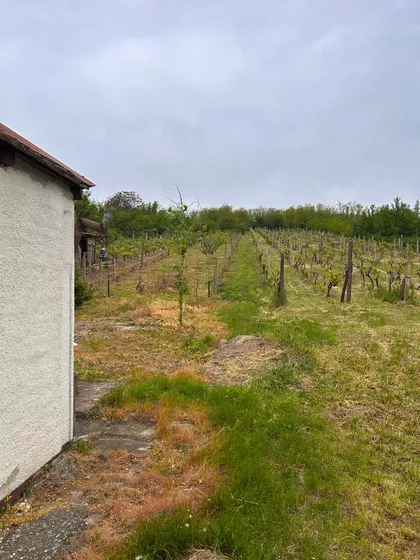 Slankamenački Vinogradi | 4zida.rs