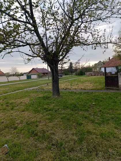 Mihajla Pupina | 4zida.rs