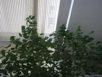 Šumice, Voždovac opština, Beograd | 4zida.rs | 4zida.rs