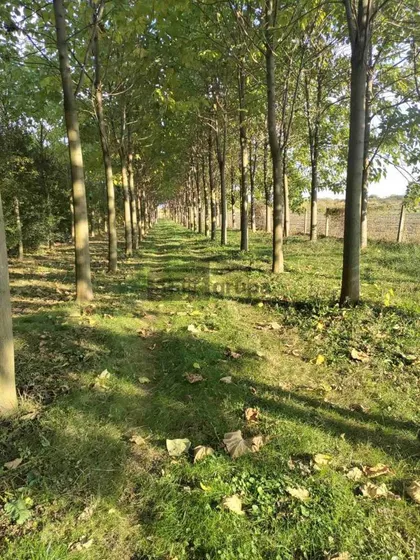 Nemačko polje | 4zida.rs