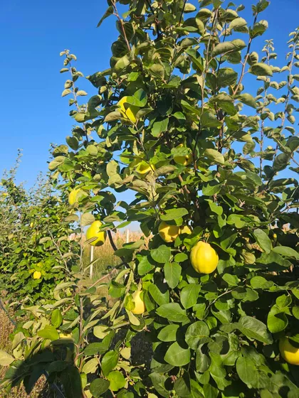 Svetozara Markovića | 4zida.rs