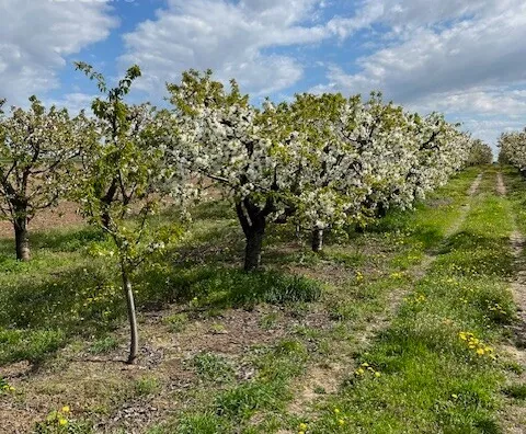 Poljoprivredno zemljište | 4zida