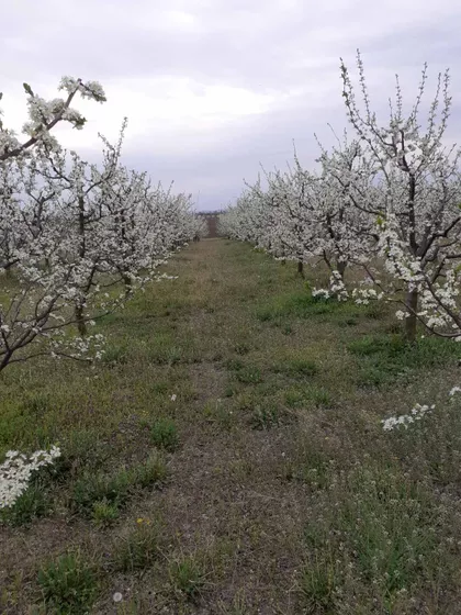 Starčevo | 4zida.rs