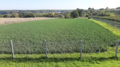 Lipovački Put | 4zida.rs